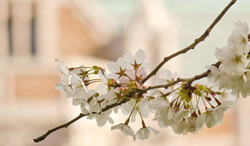 uw campus cherry blossoms