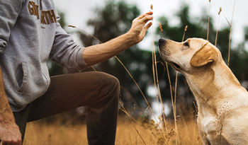 Applied Animal Behavior