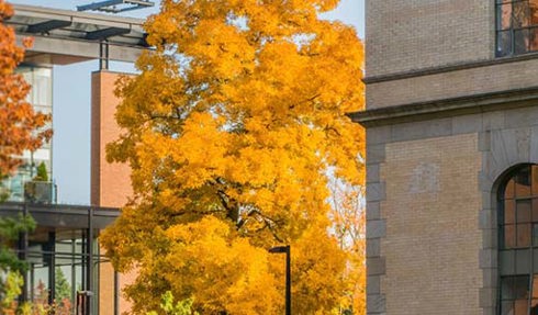 image of university buildings and trees with golden leaves