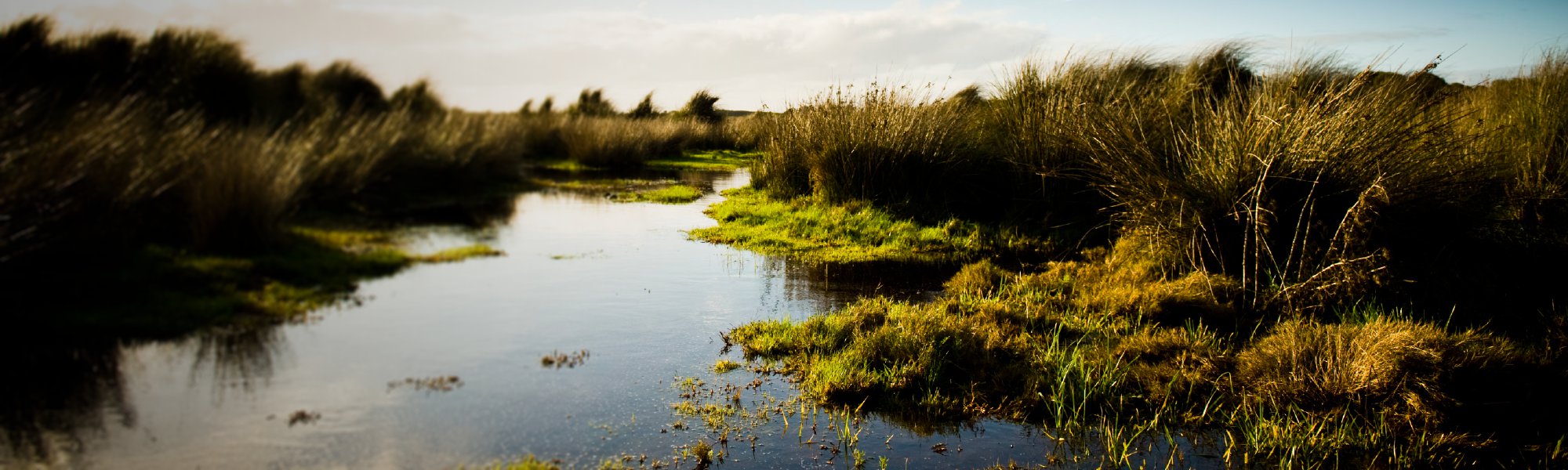 Wetland Science & Management